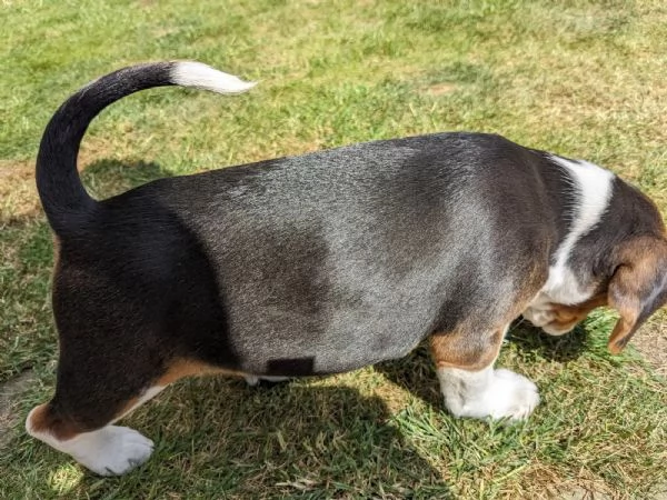 Bellissima cucciolata di beagle