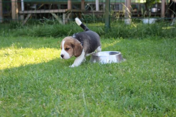 Splendidi cuccioli di Beagle di razza pura tricolore allevati in casa | Foto 0