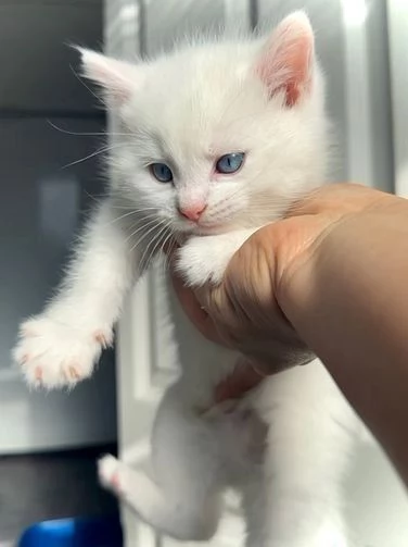 Gattini BSH sicuri di seacute regalo 