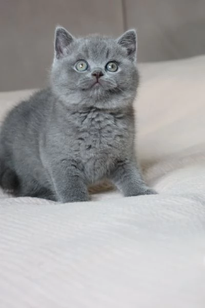 Gattini British Shorthair dolcissimi | Foto 0