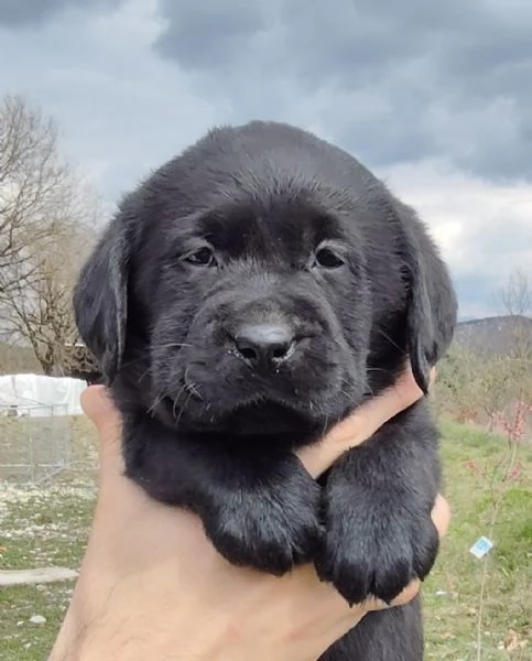 Cuccioli labrador neri