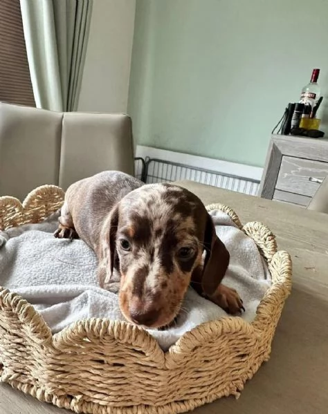  Cuccioli di bassotto nano Arlecchino | Foto 1