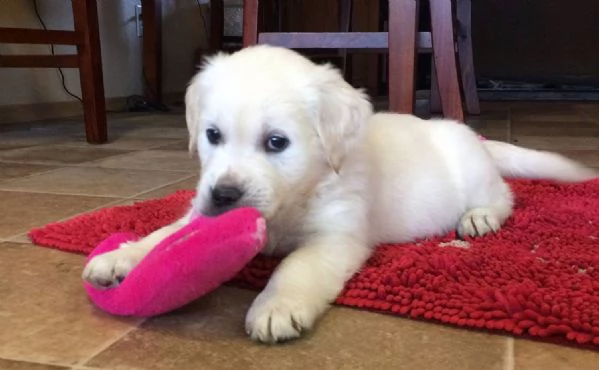 Due cuccioli maschietti di Golden retriever