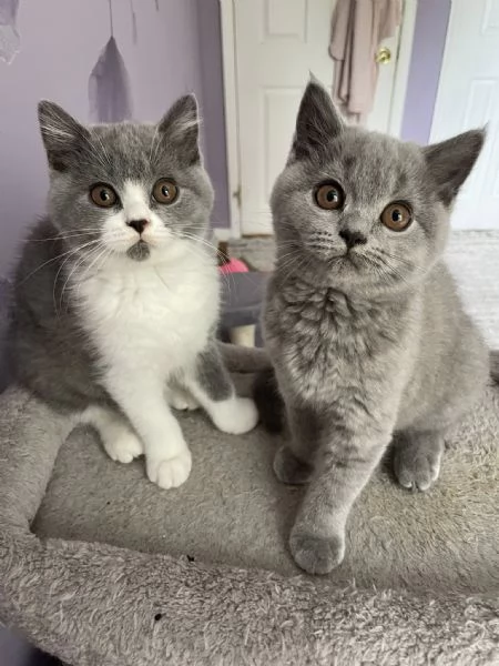 Due meravigliose British shorthair