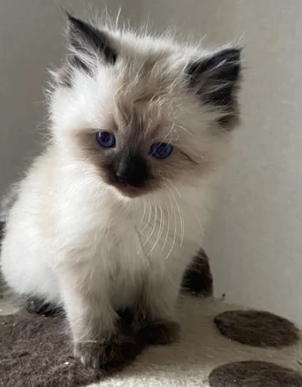 Adorabili gattini Ragdoll di razza pura