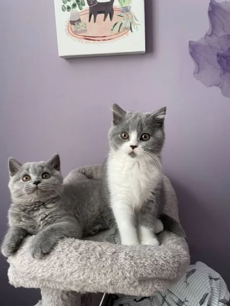 Cuccioli British shorthair