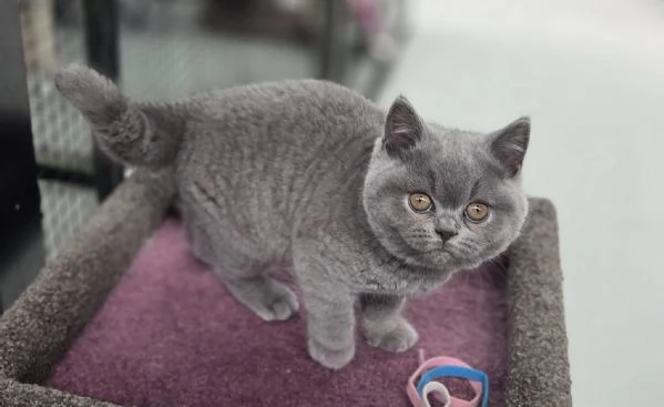 Due cucciole british shorthair | Foto 0