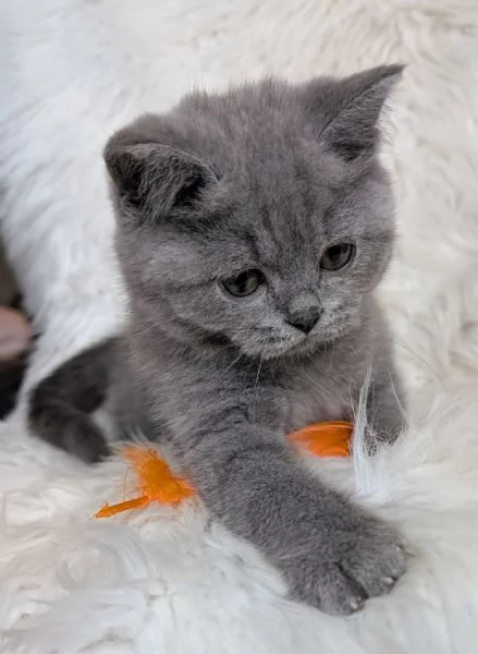 Cucciolo di British Shorthair 