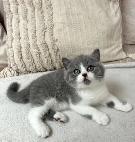 Gattini British Shorthair dolcissimi