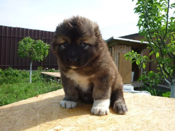 cuccioli di Pastore del Caucaso 