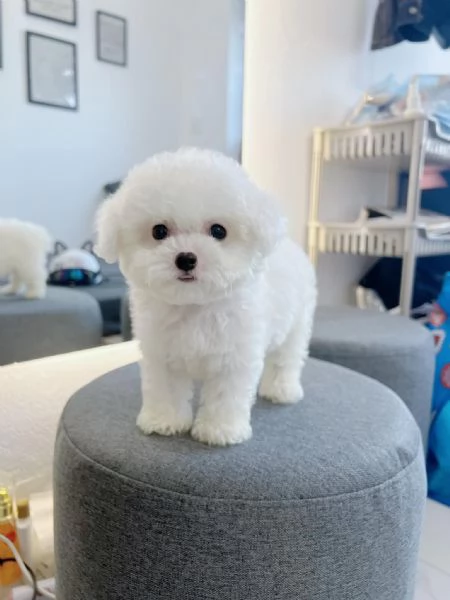 Due cuccioli di Barboncina toy 