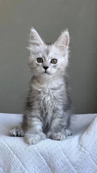 Maine Coon Gattini di Razza Purezza  Disponibili Subito | Foto 0