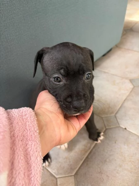 Cuccioli pitbull 