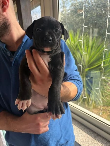Cuccioli pitbull  | Foto 6
