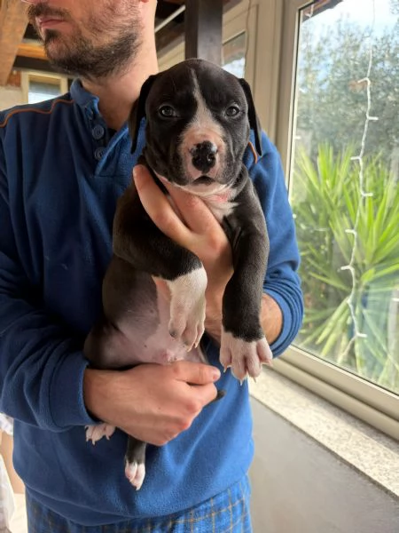 Cuccioli pitbull  | Foto 5