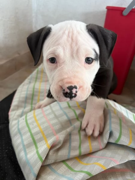 Cuccioli pitbull  | Foto 4