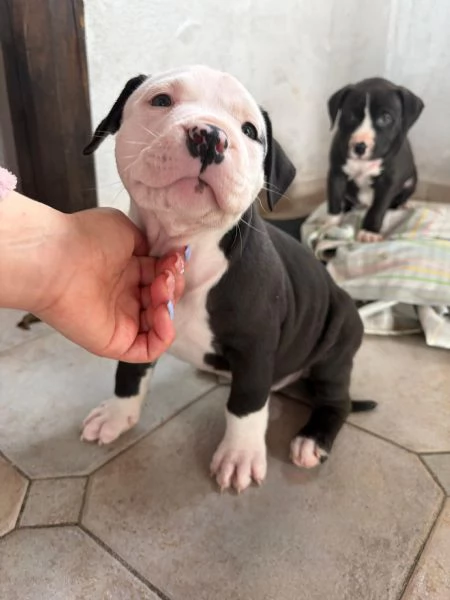 Cuccioli pitbull  | Foto 3