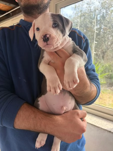 Cuccioli pitbull  | Foto 2