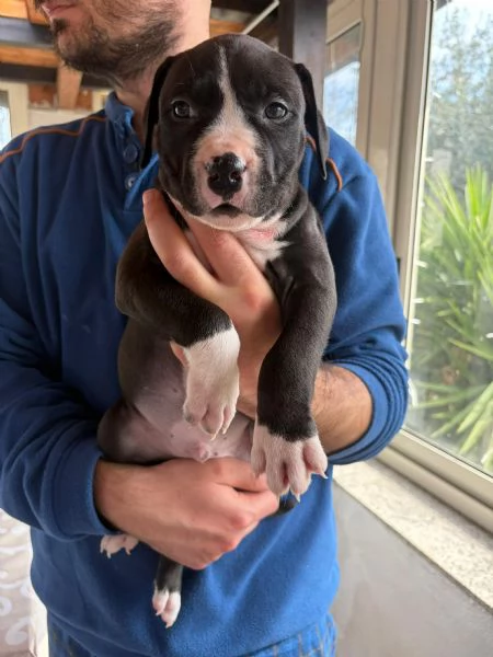 Cuccioli pitbull  | Foto 1