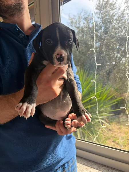 Cuccioli pitbull  | Foto 0