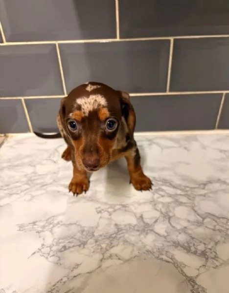 Splendidi cuccioli di Bassotto Nano | Foto 1