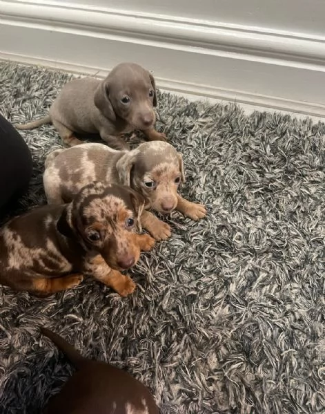 Splendidi cuccioli di Bassotto Nano