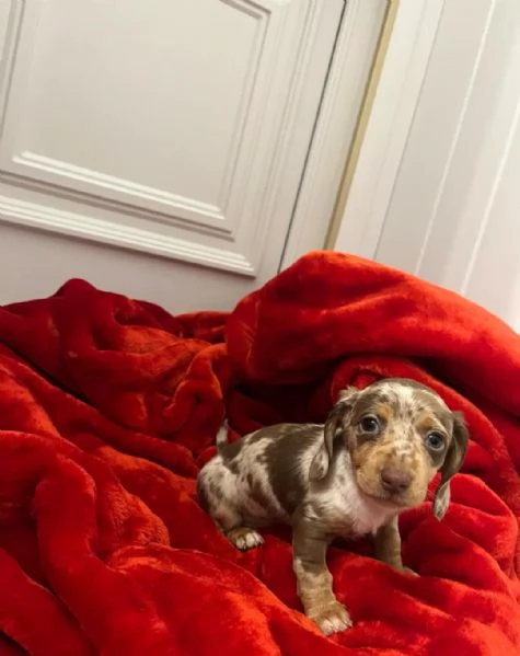 Splendidi cuccioli di Bassotto Nano | Foto 4