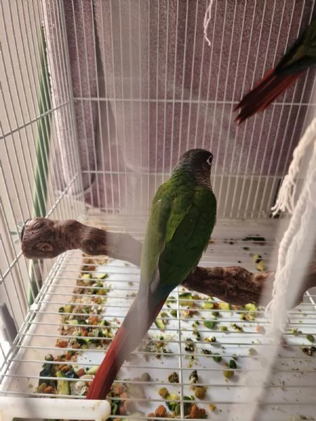 Pappagalli pyrrhura molinae conuri guance verdi | Foto 6