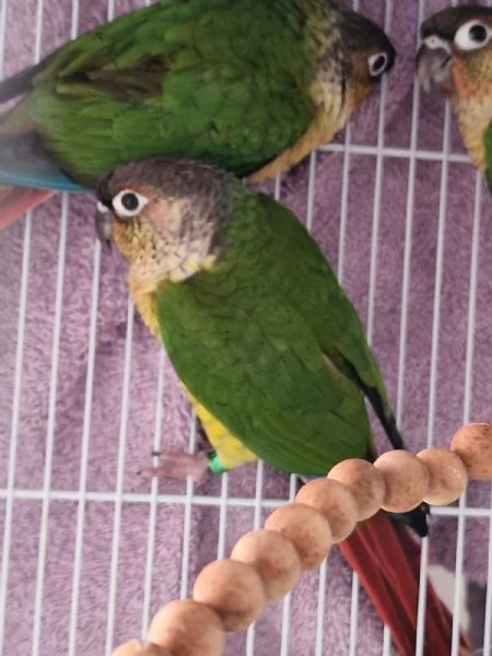 Pappagalli pyrrhura molinae conuri guance verdi | Foto 5