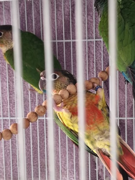 Pappagalli pyrrhura molinae conuri guance verdi | Foto 4