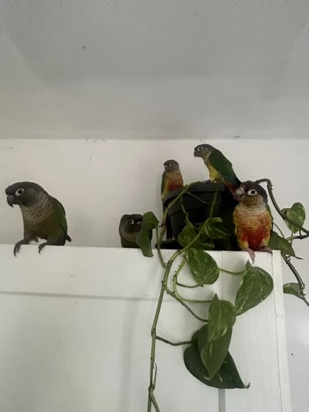 Pappagalli pyrrhura molinae conuri guance verdi