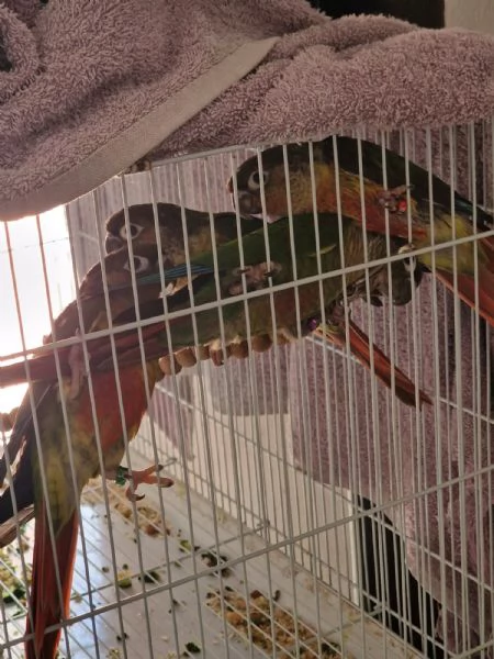 Pappagalli pyrrhura molinae conuri guance verdi | Foto 3