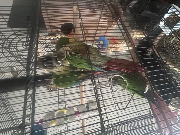 Pappagalli pyrrhura molinae conuri guance verdi | Foto 2