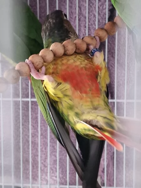 Pappagalli pyrrhura molinae conuri guance verdi | Foto 1