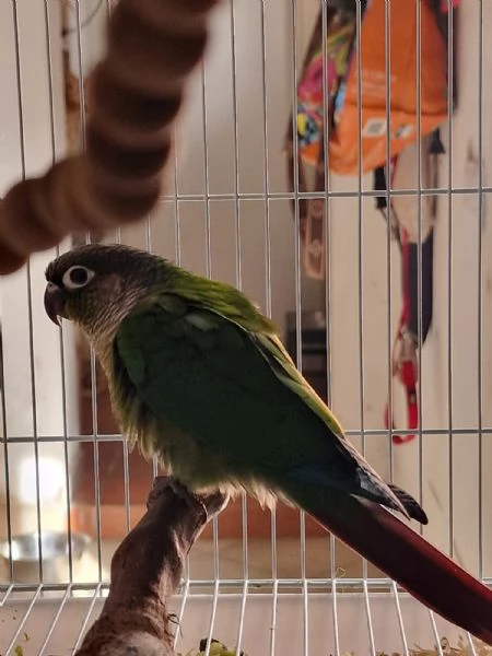 Pappagalli pyrrhura molinae conuri guance verdi | Foto 0