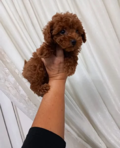 barboncino in adozione