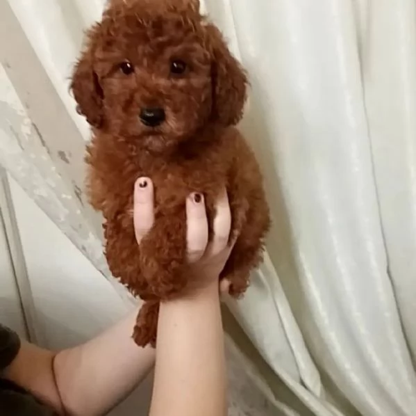 barboncino in adozione | Foto 2