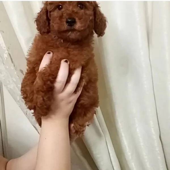 barboncino in adozione | Foto 1