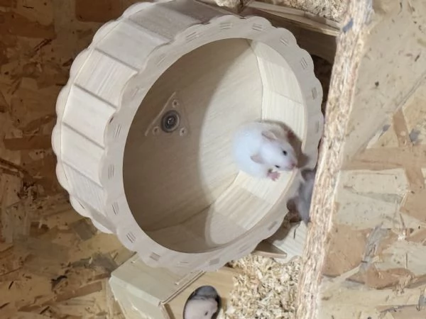  Criceti in regalo Torinoo