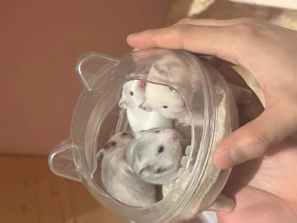  Criceti in regalo Torinoo | Foto 0