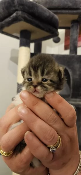 Cuccioli di gatto persiano | Foto 3