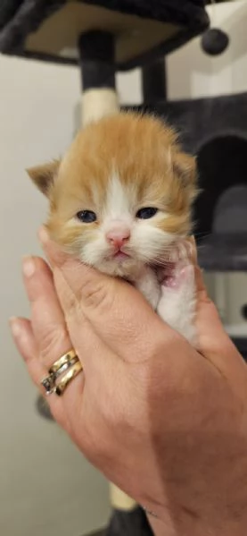 Cuccioli di gatto persiano | Foto 1