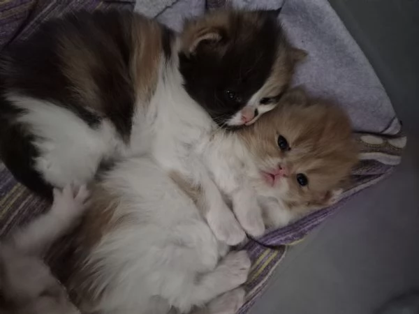 Cuccioli di gatto persiano | Foto 0