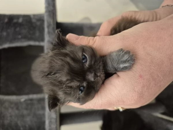 Cuccioli di gatto persiano  | Foto 1