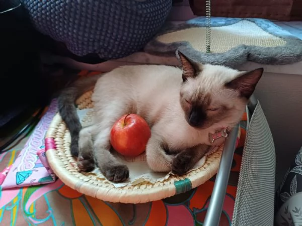 Gattina siamese Eta 9 mesi