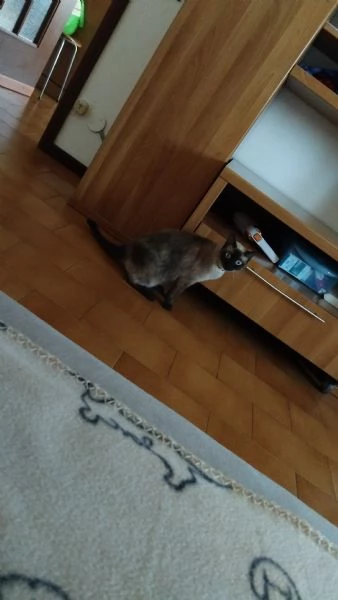 Gattina siamese Eta 9 mesi | Foto 0