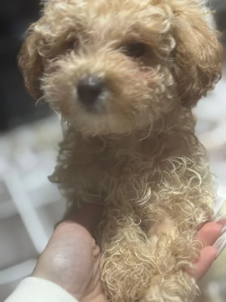 Barboncino toy | Foto 0