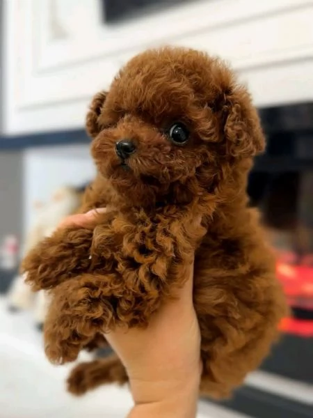 Cuccioli Barboncino Toy Maschi e Femmine Compagni Ideali per Ogni Famiglia | Foto 0