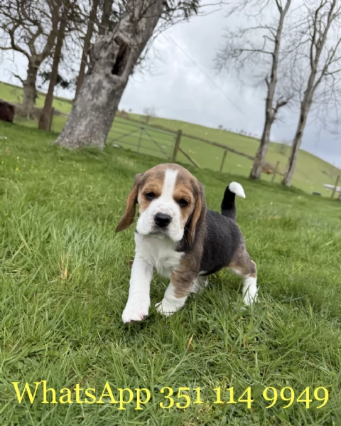 Regala un cucciolo di Beagle maschio e uno femmina | Foto 0