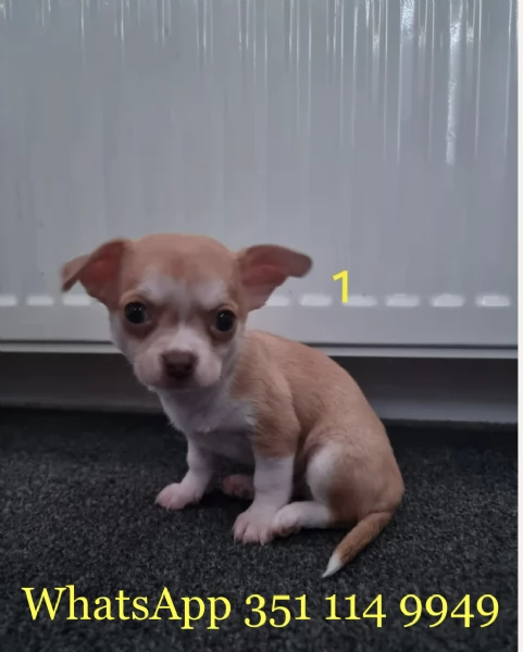 Regala un cucciolo di Chihuahua maschio e uno femmina | Foto 1